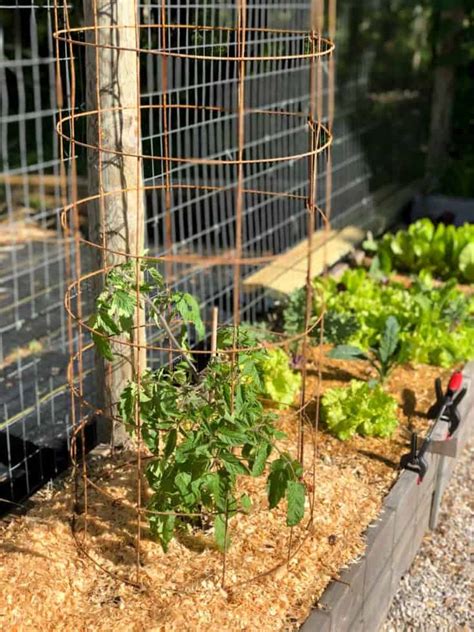 How To Make A Sturdy Diy Tomato Cage With Pictures Growfully