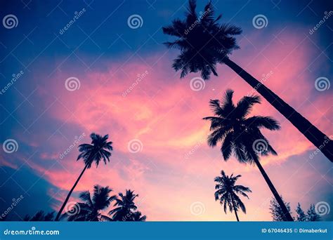 Palm Trees Silhouettes On The Sunset Stock Image Image Of Caribbean