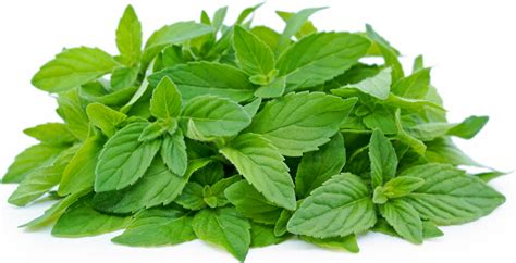 Herb Mint Tops Banana Information And Facts