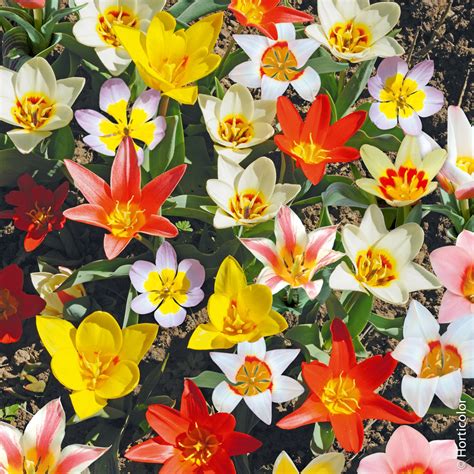 Tulipes botaniques mélange Miracle tulipes Meilland Richardier