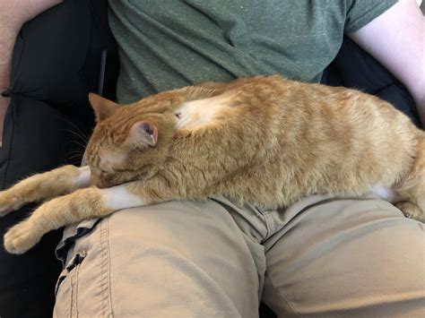 A feeding tube is a medical device used to provide nutrition to people who cannot obtain nutrition by mouth, are unable to swallow safely, or need nutritional supplementation. Someone got their feeding tube out! I love this fur baby ...