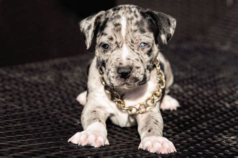 Although the pups begin their lives as tiny, helpless creatures, they soon grow into large, muscular dogs. XXL American Bully -XXL Luxor Bullys merle welpe puppy in ...