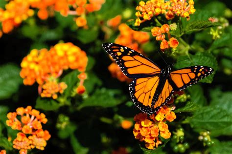Monarch Butterfly On Orange Flowers Photograph By Christopher Cagney Fine Art America