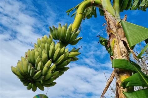 There Are Over 1000 Different Types Of Banana Trees Growing Around The
