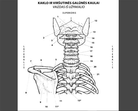 Anatomija Kaklo Ir Viršutinės Galūnės Kaulai Vaizdas Iš Užpakalio