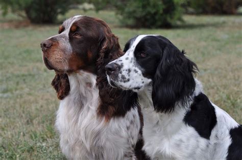 Learn more about duality english springer spaniels in minnesota. A Man Made His Wife Choose Between Her Springer Spaniels ...