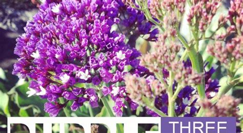 Three Hardy Winter Cold Season Purple Flowers For Gardening In