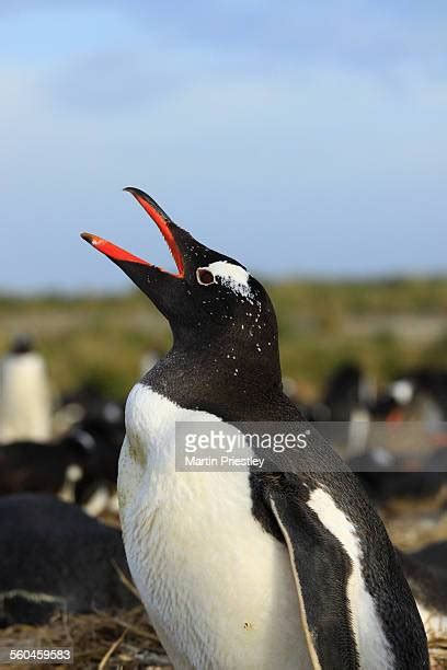 Falklands Island Photos And Premium High Res Pictures Getty Images