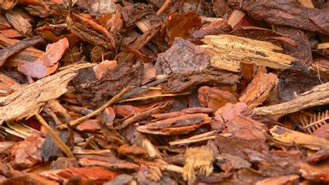 Here Is Everything About Using Pine Bark Mulch In Vegetable Garden