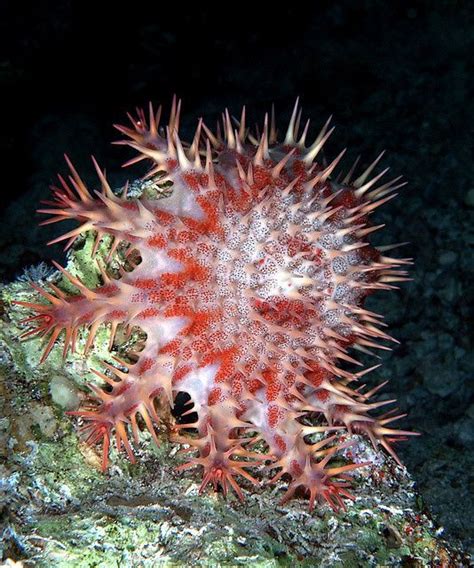 Destructive Crown Of Thorns Sea Star Underwater Creatures Underwater