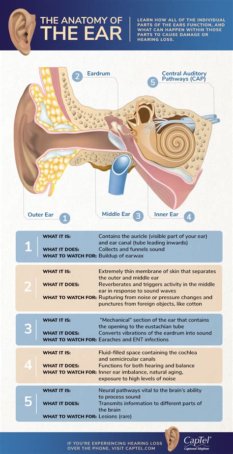 The Ear And Hearing And Balance Anatomy
