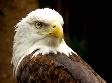 Águila Calva El águila Calva Es Un Animal Imponente Y No E Flickr