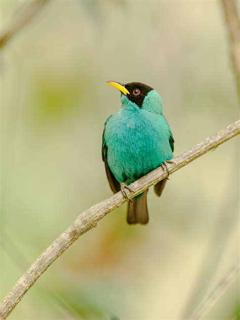 Turquoise Bird In The Costa Rica Rainforest Entouriste