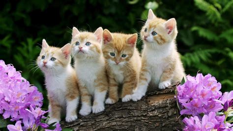 Cute Kittens Photos Wallpaper 4k Ultra Hd