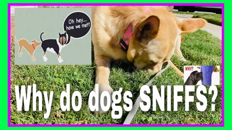 Why Do Dogs Sniff Smell Private Parts Famtayo 50 Youtube