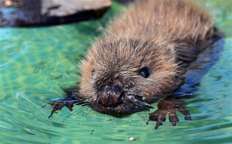 12 More Adorable Baby Beavers That Will Make Your Week