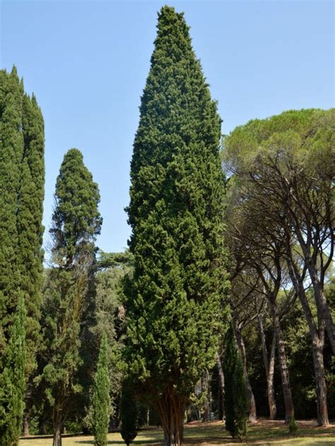 Thuja Green Giant Information Growing A Thuja Green Giant In The