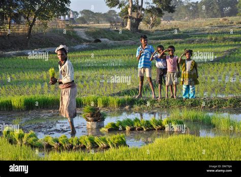 India Assam Field Rice Stock Photo Alamy