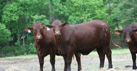 The santa gertrudis cattle are the first beef breed of cattle formed in the united states. Santa Gertrudis | Cattle | Pinterest | Cattle, Livestock ...