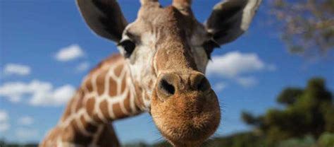 Why Do Giraffes Have Such Long Necks Bbc Science Focus Magazine