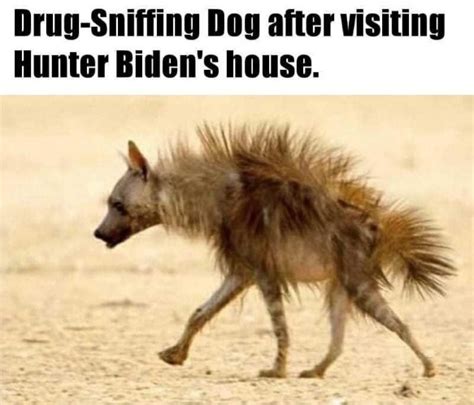 Drug Sniffing K 9 After Visiting Hunter Bidens House Imgflip