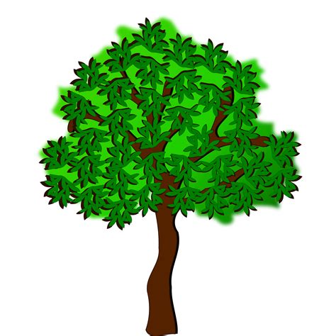 Mengenal Karakteristik Pohon Jati Ciri Dan Manfaat Cara Bercocok My