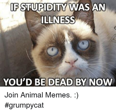 Grumpy Cat Dead Meme