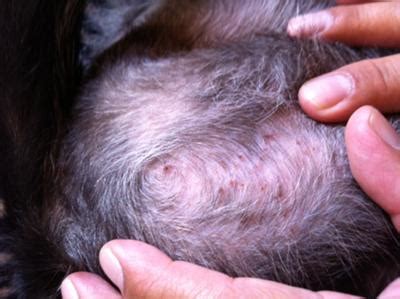 Skin disease is the most common reason dogs visit the veterinarian, and hair loss and scratching are two of the most common manifestations of canine skin disease. Dog Itching on Multiple Body Parts; Causing Scabs & Hair Loss