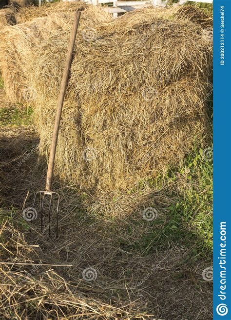 Haystacks Stacked And Dried And Pitchfork Tool Stocks Of Hay For