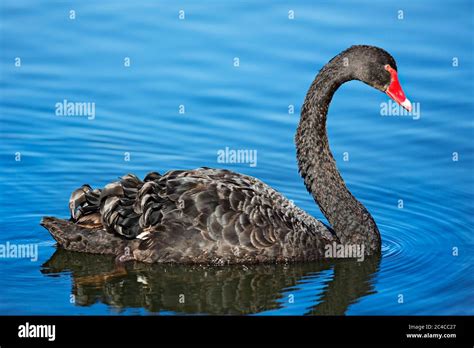 Birds Black Swan Paddling On Lake Wendouree In Ballarat Victoria