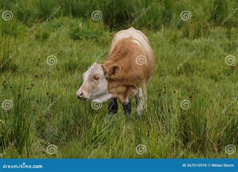 Side View Of A Cow Grazing On Grassy Field Stock Photo Image Of Cattle Agriculture