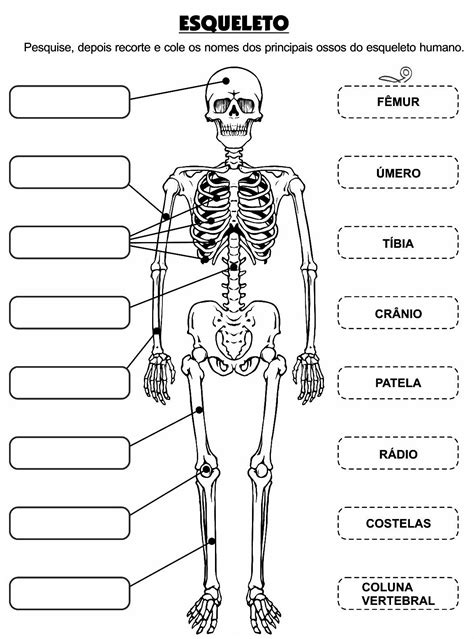 Atividade Os Principais Ossos Do Corpo Humano Blog Liu Castelly