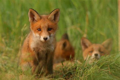 Red Fox Vulpes Vulpes Part Ii Prince Georges County Parents