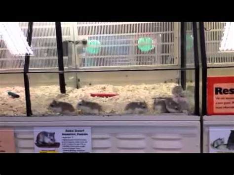 They're going back at it! Psychotic Dwarf Hamsters at Petsmart - YouTube