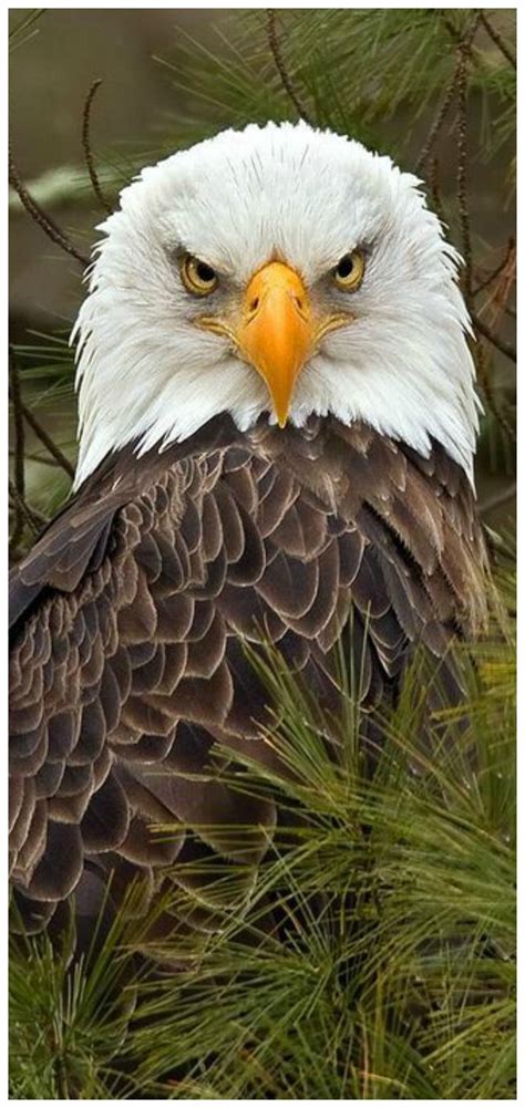 Pin By Betty Goetz Green On 1 Secret Bald Eagle Types Of Eagles Eagles