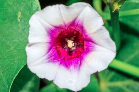 Sweet Potato Flower Ipomoea Batatas Growing In An Agricultural Field