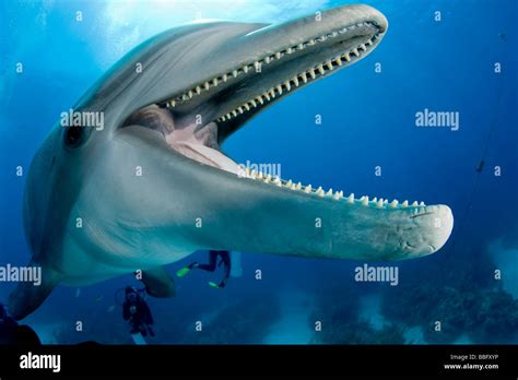 Dolphin Teeth Hi Res Stock Photography And Images Alamy