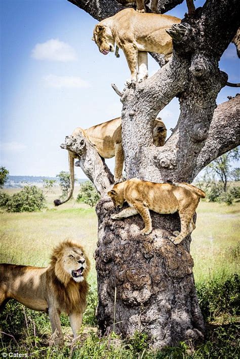 15 Fully Grown Lions Pictured Seeking Solace 15 Feet Up A