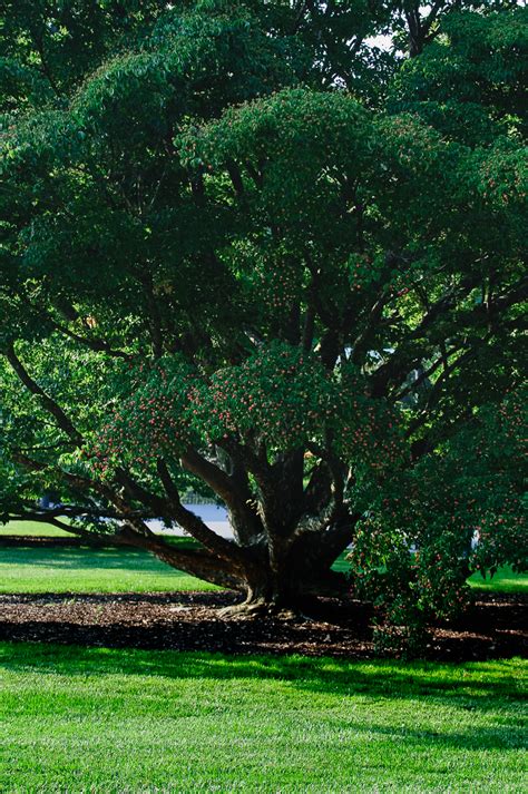 Beautiful Longwood Gardens Tree Louis Dallara Photography