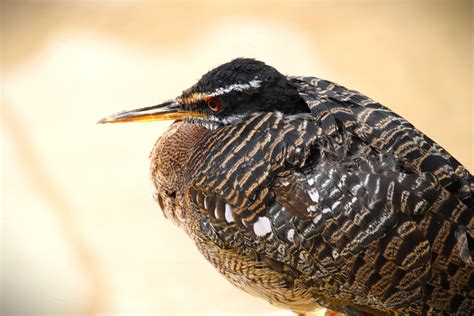 Harmony Hideaway - Amazonian Sunbittern - ZooChat
