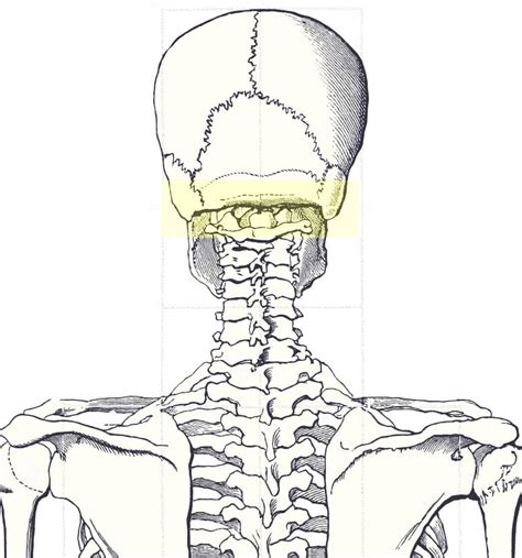 Occipital Anatomy