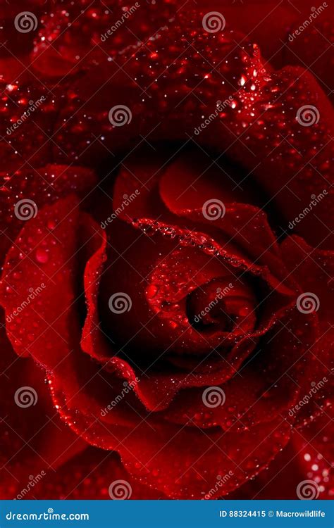Macro Image Of Dark Red Rose With Water Droplets Stock Image Image Of