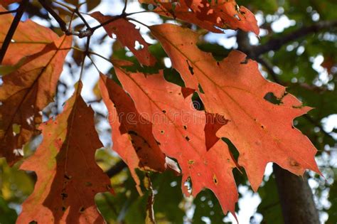 Red Oak Leaves Stock Image Image Of Cold Seasons Background 61102377