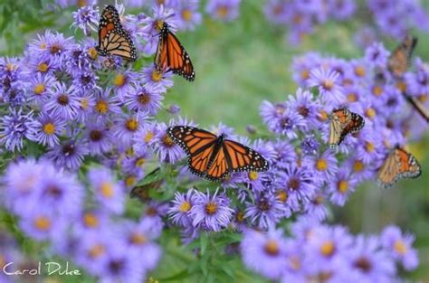 Maybe you would like to learn more about one of these? It Is Hard To See The New England Asters For All The ...