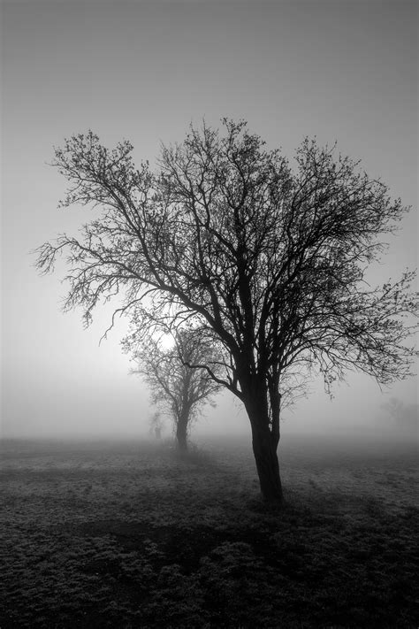 Free Images Tree Nature Branch Silhouette Winter Black And White