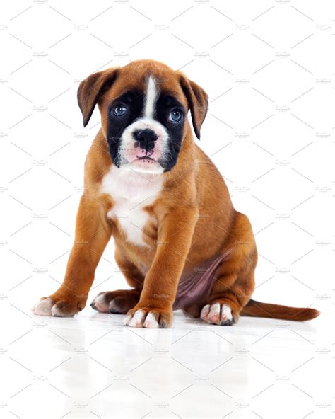 Cute Boxer Puppy High Quality Animal Stock Photos ~ Creative Market