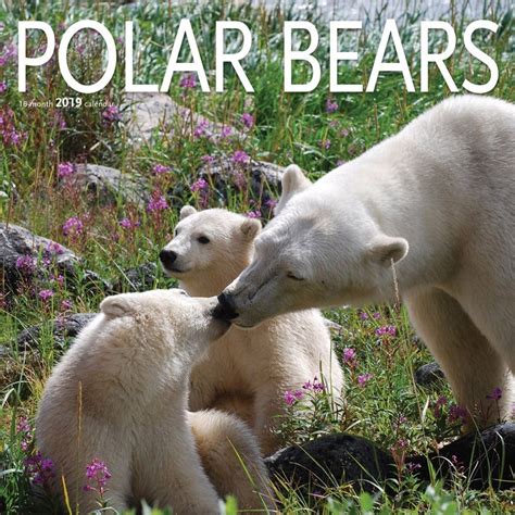 Polar Bears 2019 12 X 12 Inch Monthly Square Wall Calendar By Wyman
