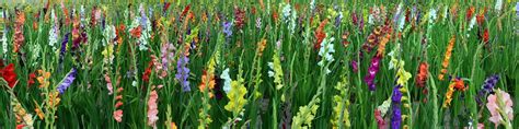 Gladiolus Field Of Flowers · Free Photo On Pixabay