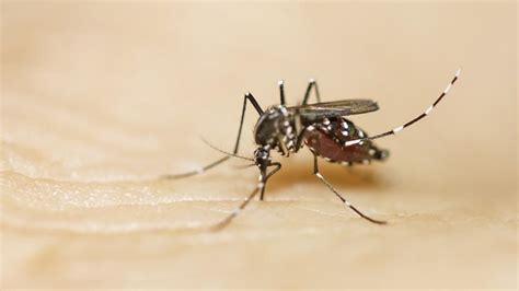 Tijgermug Asian Tiger Mosquitoes Facts And Info Tiger Mosquito Bites