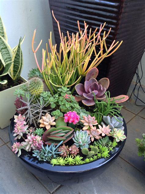 My Succulent Collection More Succulents In Containers Cacti And